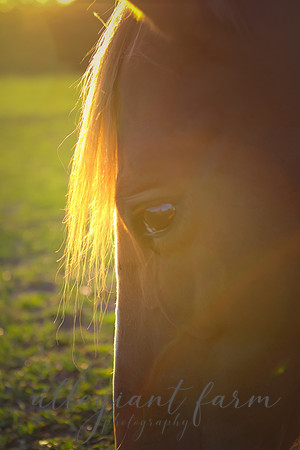 Golden Beauty