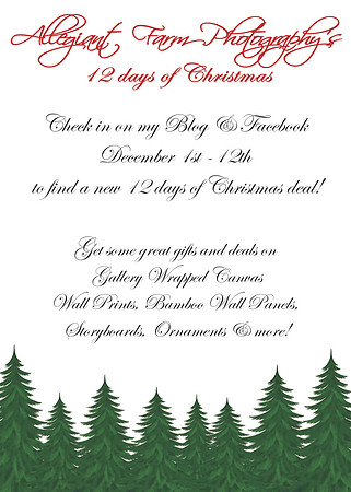 12 days of christmas specials.Announcement-12